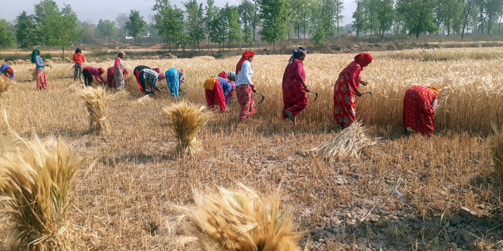 बाली स्याहार्दै किसान
