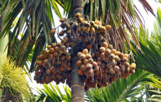 सुपारी खेतीतर्फ किसानको आकर्षण बढ्दै