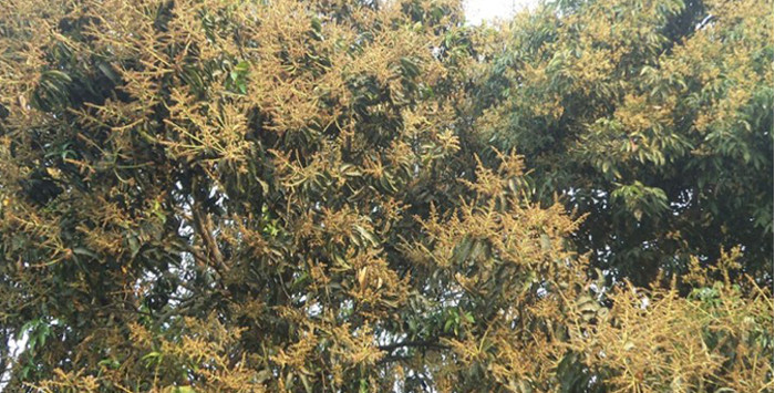 आँपमा मधुवाले सताएकाले किसान हैरान