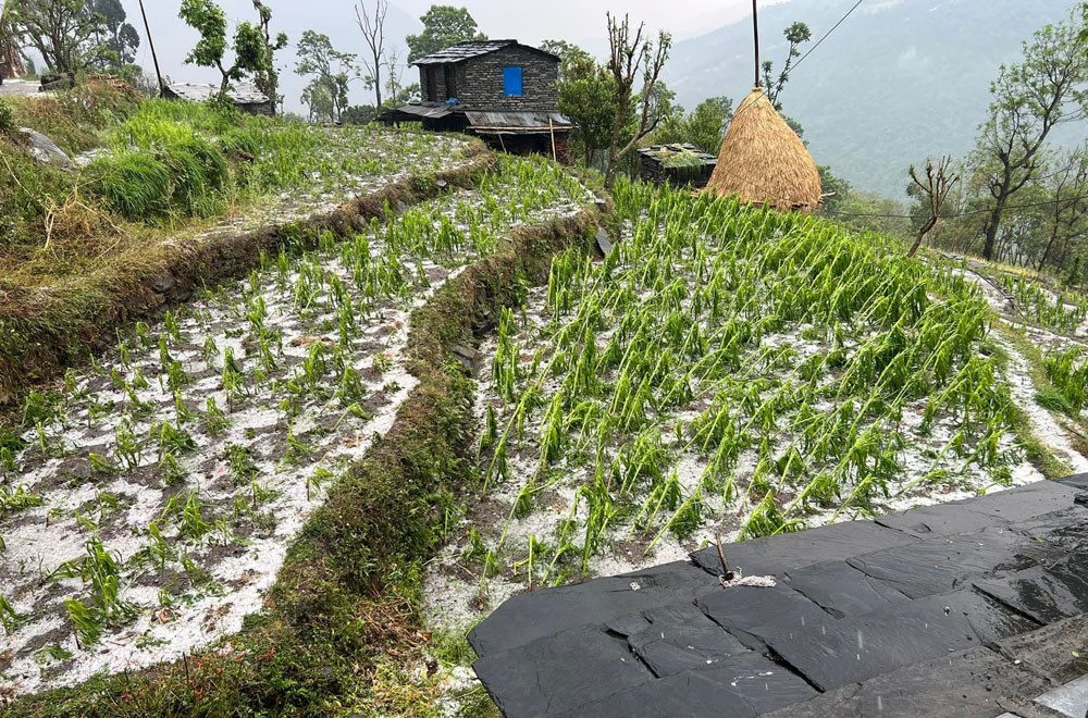 पशुपक्षी र बाली बीमामा सूर्योदय नगरपालिकाले ५० प्रतिशत अनुदान दिने