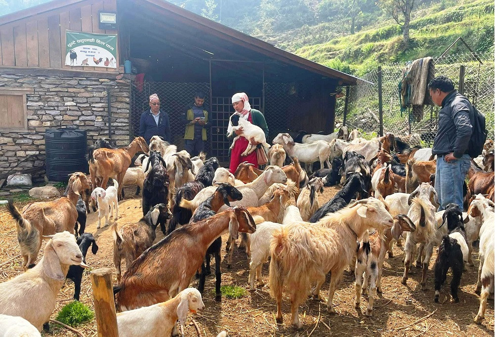 बाँझो जग्गा सदुपयोग गरी बाख्रापालन