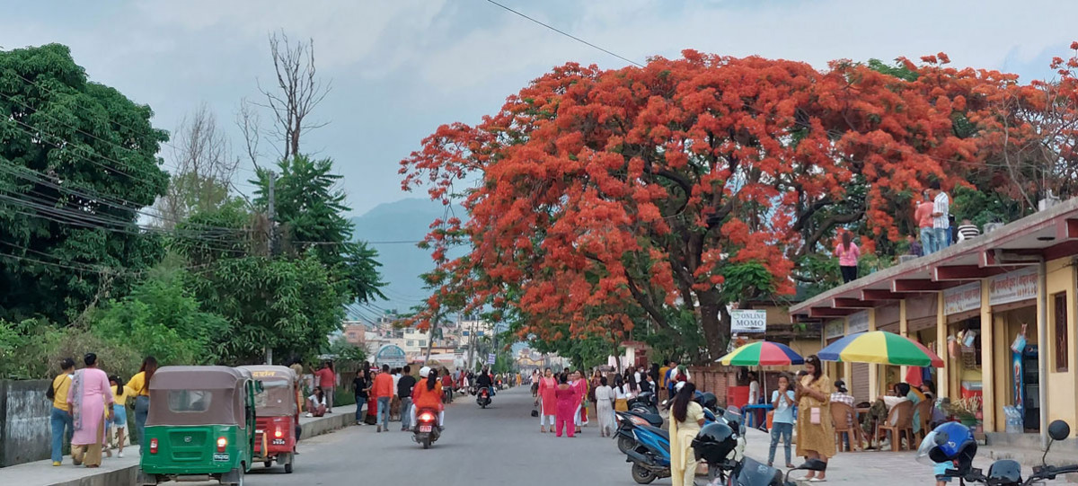 सडकछेउमा आकर्षक गुलमोहर