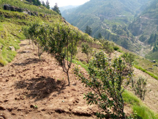 डोल्पामा किसानलाई अनुदानमा स्याउको बिरुवा वितरण