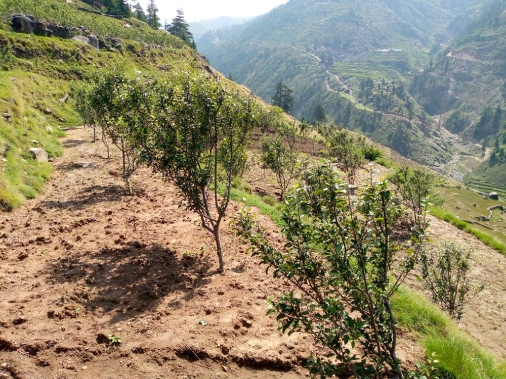 डोल्पामा किसानलाई अनुदानमा स्याउको बिरुवा वितरण