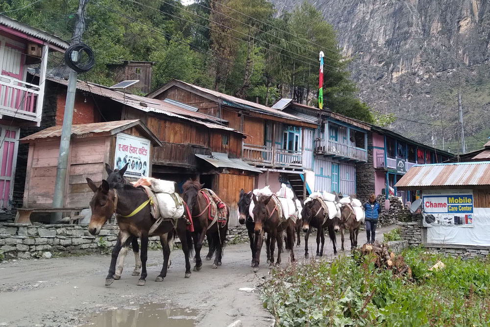 खाद्यान्न ढुवानीमा खच्चड