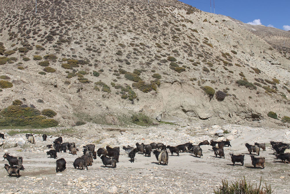 लुङ्गुफाँटमा च्याङग्रा