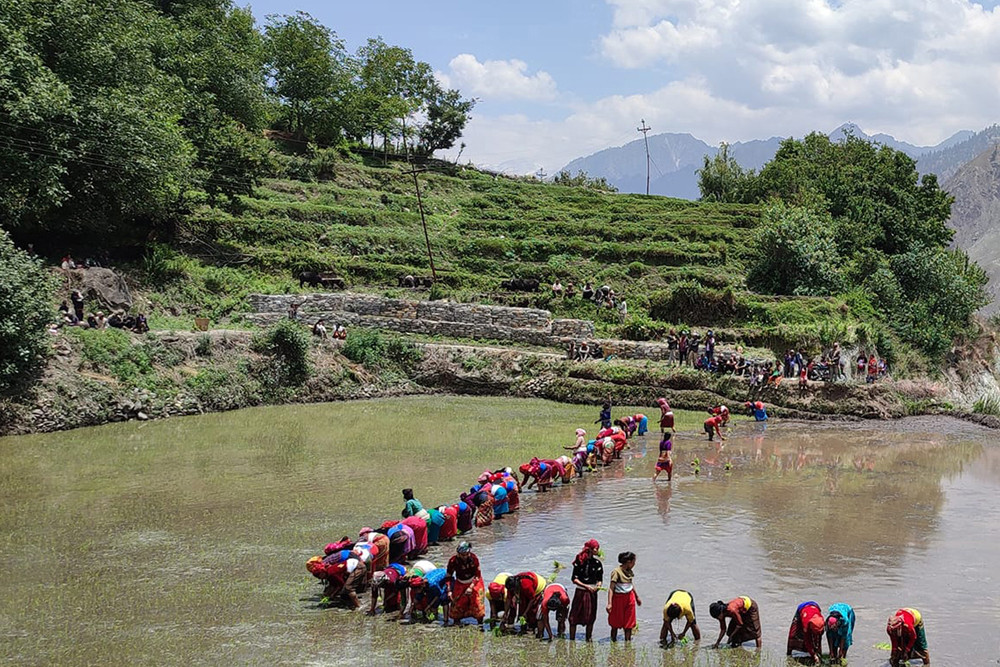 बगरसरामा रोपाइँ
