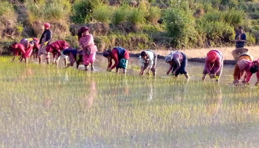 जुम्लाका किसानलाई कालीमार्सी रोप्न भ्याइनभ्याइ
