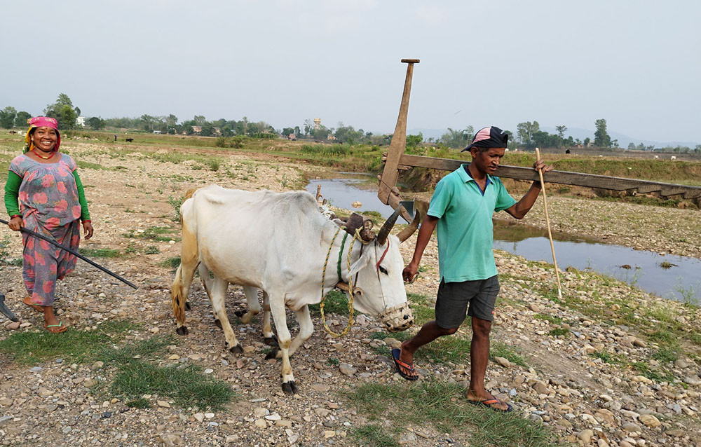 खेतबारी जोत्न गोरुकै भर
