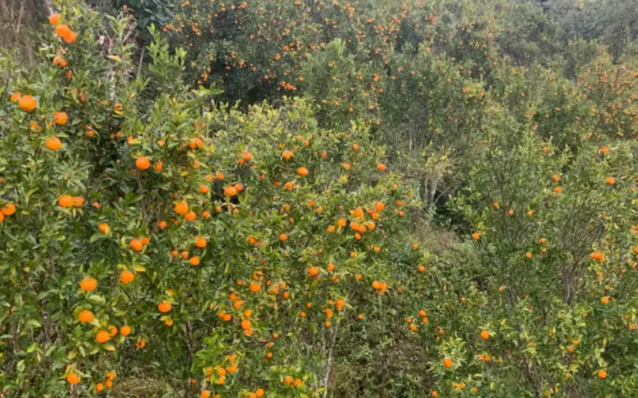 सुन्तला र काँक्रामा औसा कीराको प्रकोप