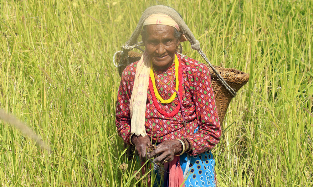 बजेटमा कृषि : अंकको ‘ग्ल्यामर’ मात्र 