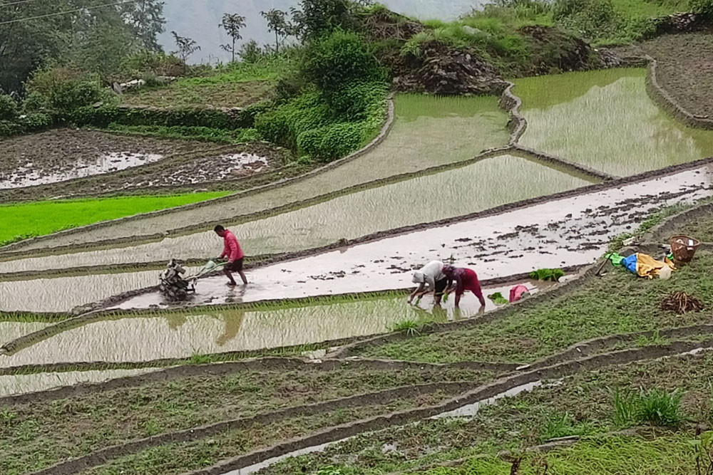 ट्याक्टरले जोतेर रोपाइँ