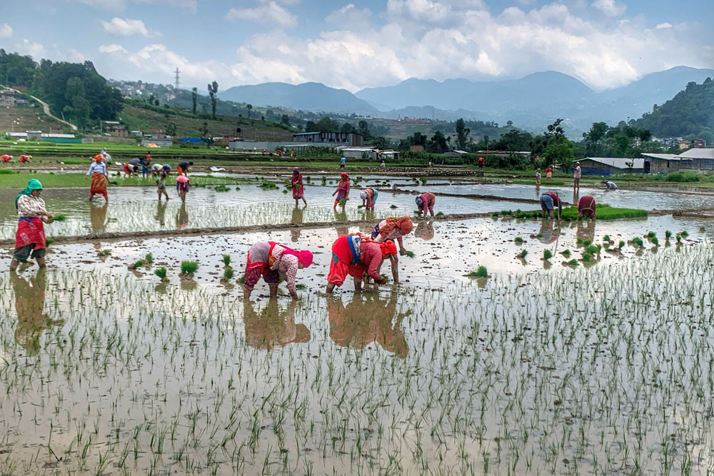 धानको उत्पादन वृद्धिका लागि जैविक विविधताको संवर्द्धन 
