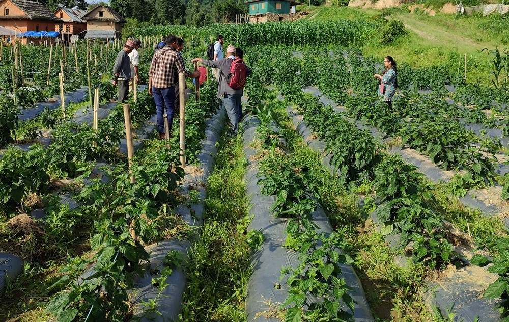 आम्दानीको स्रोत बन्दै अकबरे खुर्सानी