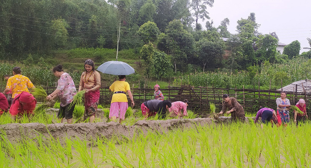 प्रदेश नं १ मा १८ प्रतिशत रोपाइँ सम्पन्न