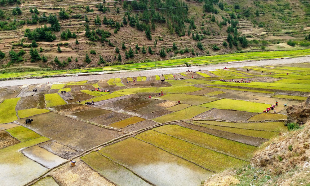 अन्त रोपाइँ चलिरहँदा जुम्लामा गोडमेल, जुम्ली मार्सीको माग अन्तर्राष्ट्रिय बजारमा