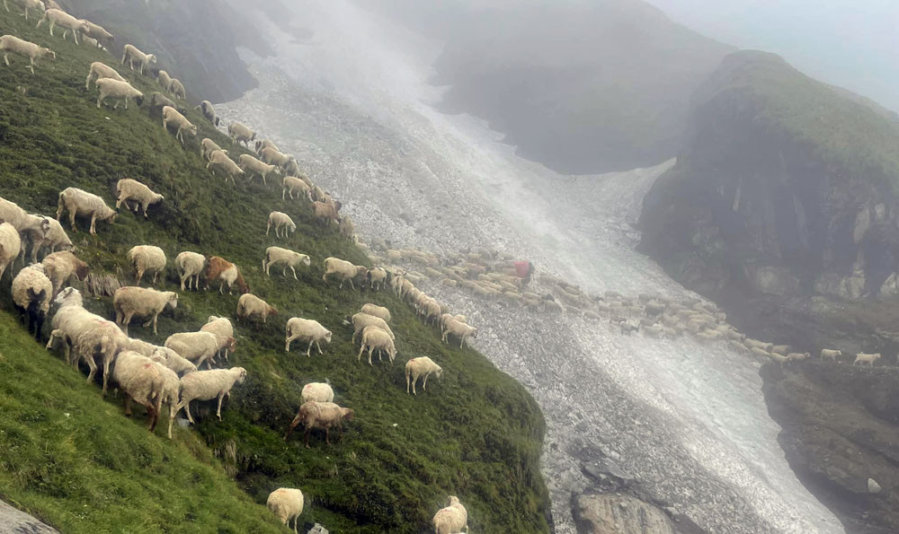 चरनका लागि हिमनदी पार गरेर धौलागिरि शिविर पुग्छन् भेडा