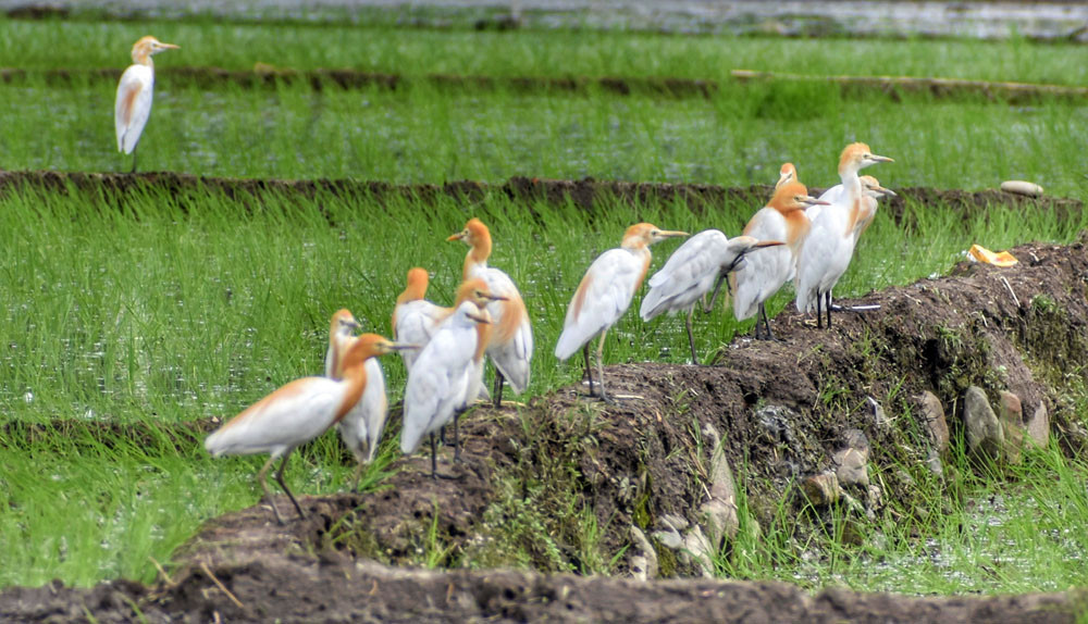 खोकनामा आहार खोज्दै बकुल्ला