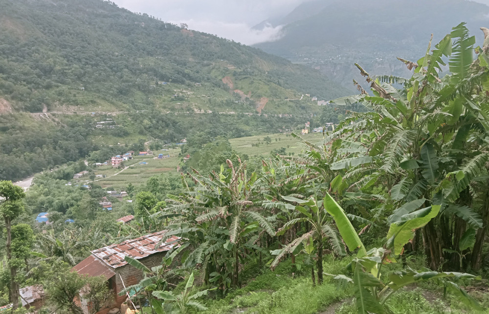  केरा खेतीले फेरियो जीवन
