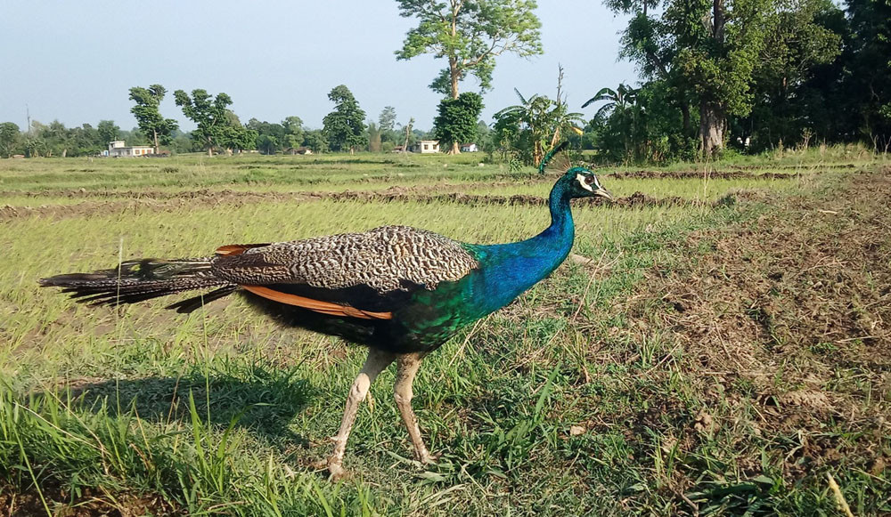 खेतमा मयूर