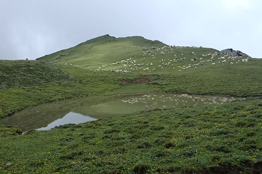 धवलागिरि खर्कमा भेडा