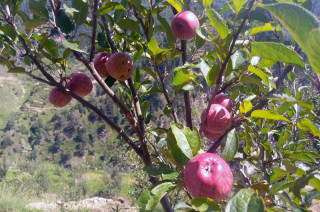 पर्वतमा पनि व्यावसायिक स्याउखेती