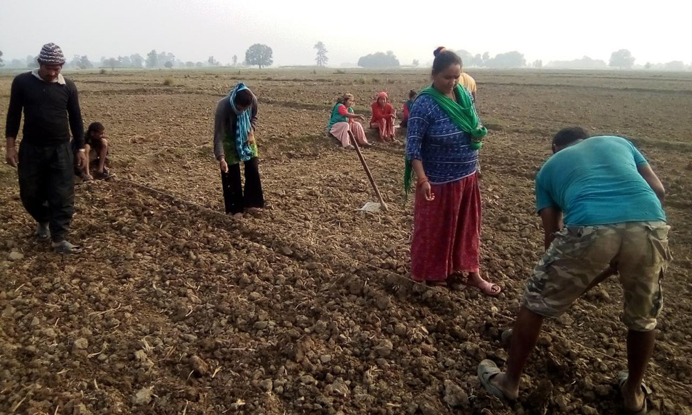 नरैनापुरवासी निर्वाचनभन्दा खाद्यान्न जोहोको चिन्तामा