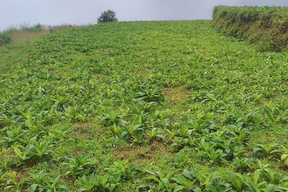 आम्दानी राम्रो भएपछि चिराइतो खेतीमा किसान आकर्षित