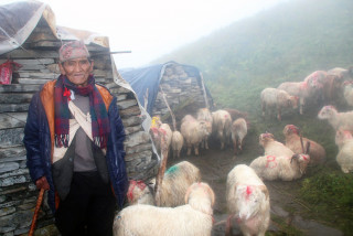 भेडीगोठमै बित्यो जीवन