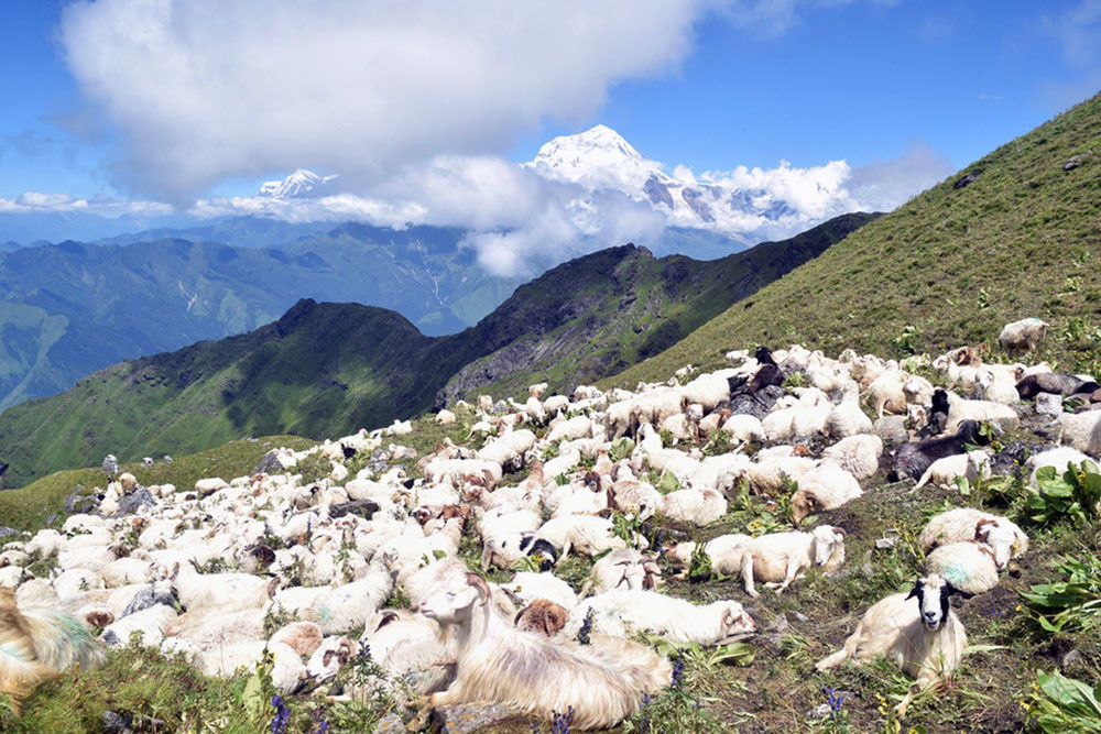 हिमालको काखमा भेडापालन