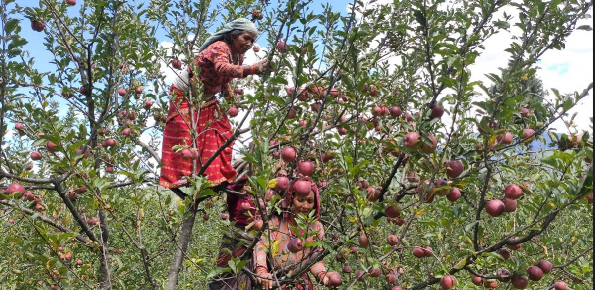 मुगुका किसानलाई स्याउ टिप्न चटारो