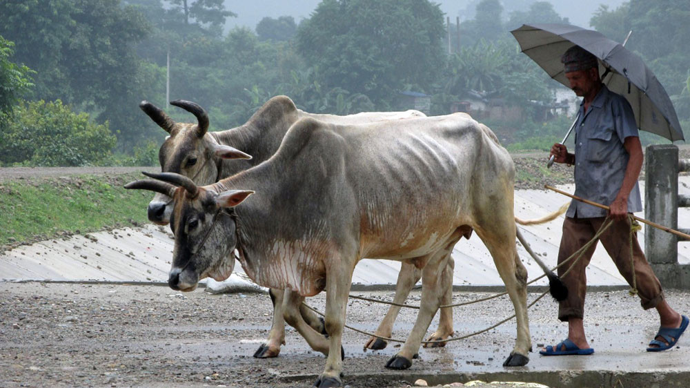 गोरु चराएर फर्कंदै