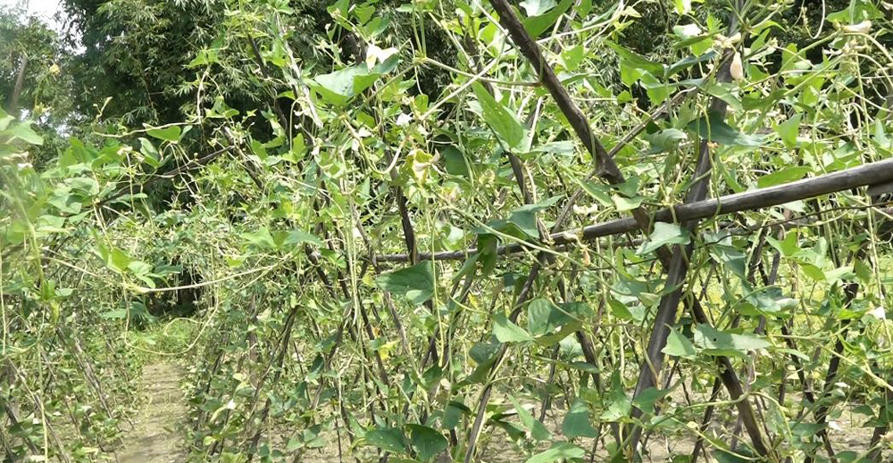 कांग्रेस घोषणापत्रमा कृषि : तरकारी, फलफूल, माछा, मासु, दूध, मसला एवं औद्योगिक बालीमा आत्मनिर्भर हुने