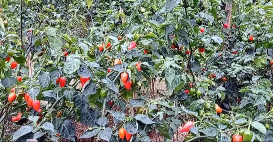 भोजपुरमा ‘अकबरे खुर्सानी प्रशोधनको केन्द्र’ स्थापना गरिँदै