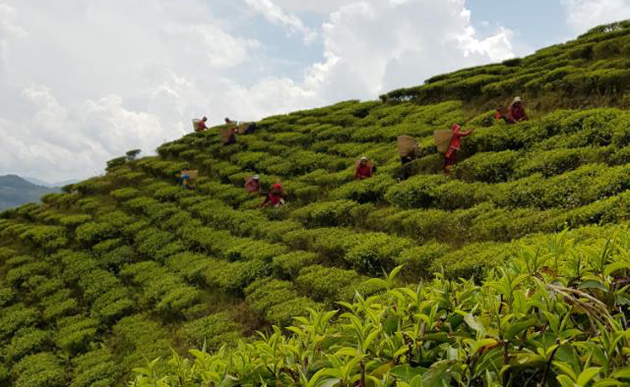 पोखरामा आकर्षण थप्दै ल्वाङ गाउँको चियाबारी