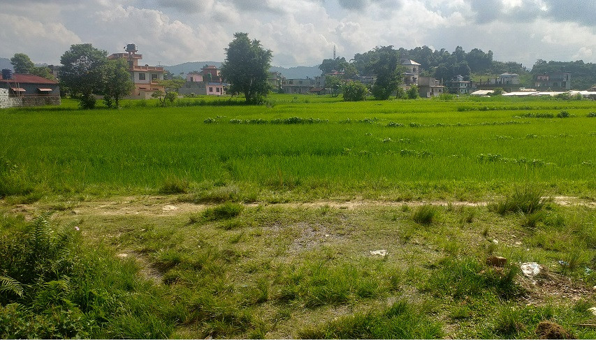 गण्डकीका २९ स्थानमा चक्लाबन्दी खेती