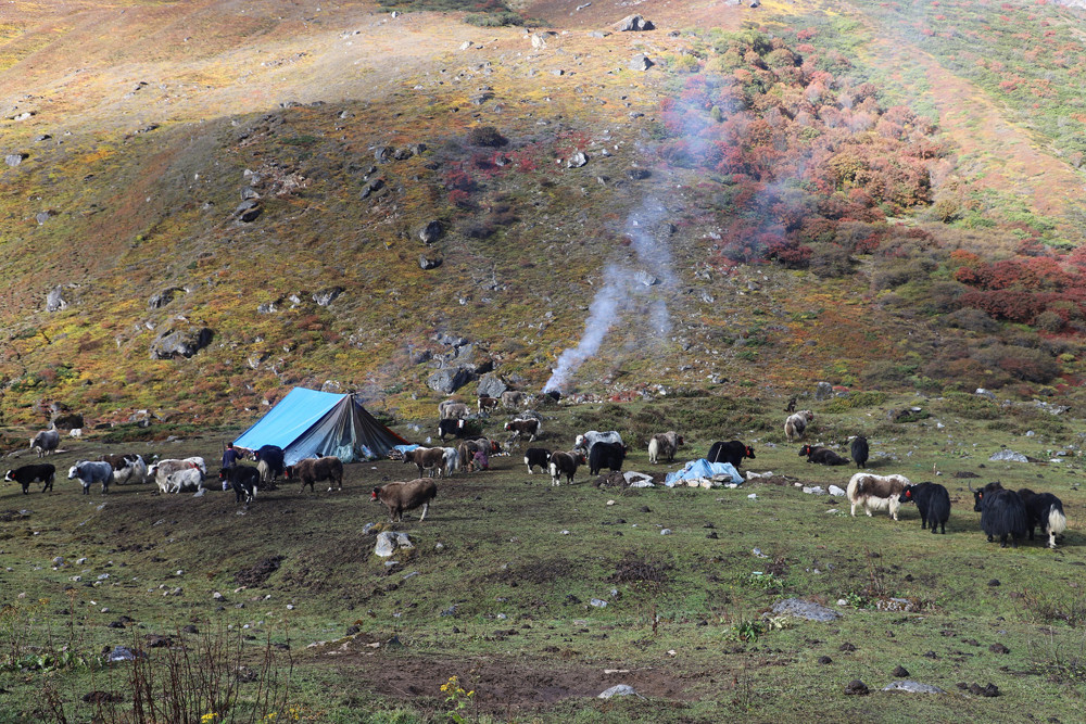 कञ्चनजङ्‍घा संरक्षण क्षेत्रमा चौँरी र याकको बीमा