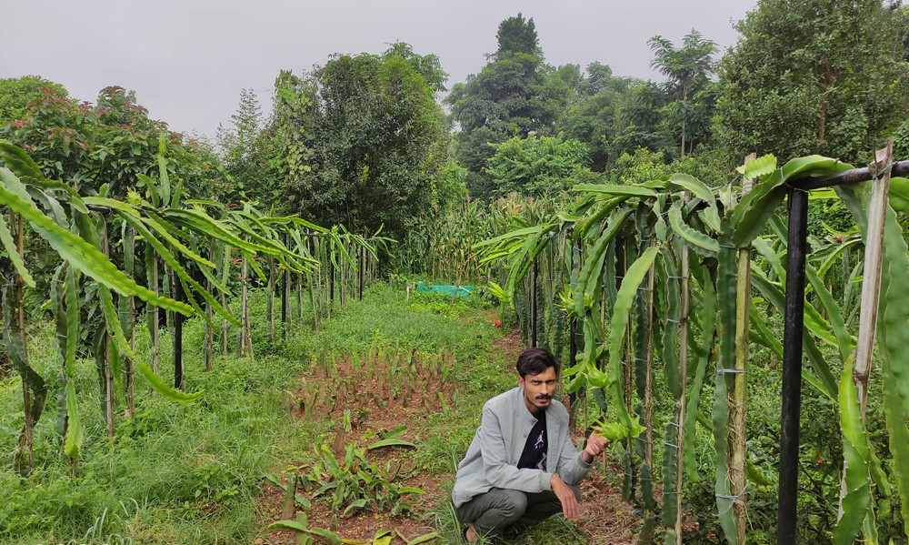 ड्रागन फलमा बढिरहेको छ कृषकको आकर्षण