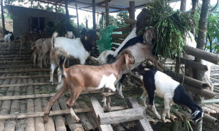 १५ वर्ष विदेश बसेर फर्किएका केशवबहादुर बाख्रापालनमा, भन्छन् - आम्दानी प्रशस्त छ