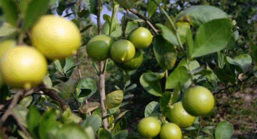 सिँचाइ सुविधा नहुँदा धान खेत मासेर कागतीखेतीमा किसान, वार्षिक पाँच लाखसम्म आम्दानी