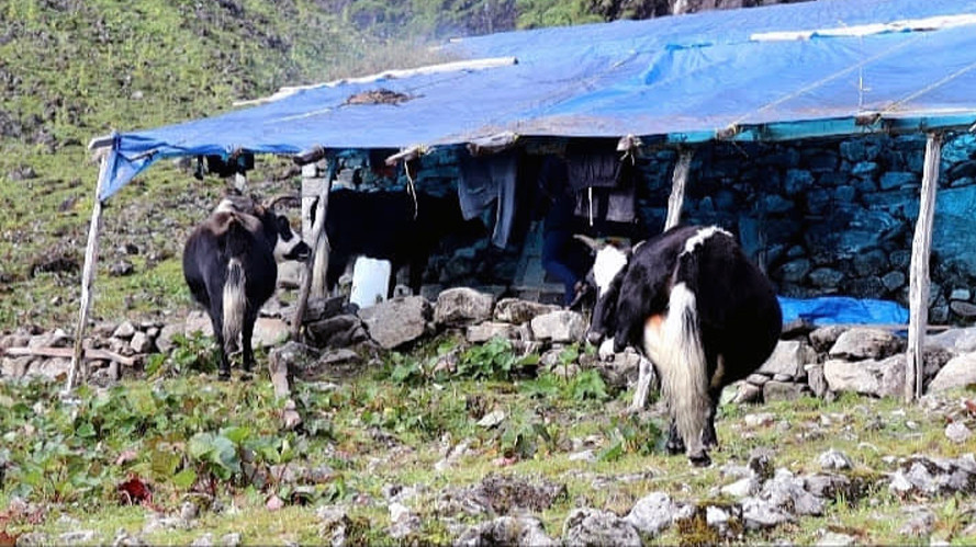 बीमा र अनुदानले चौँरीपालक किसान उत्साहित