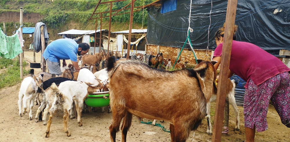 नेपालको जागिर र विदेश जाने सपना छाडेर कृषिमा उदाहरणीय काम 