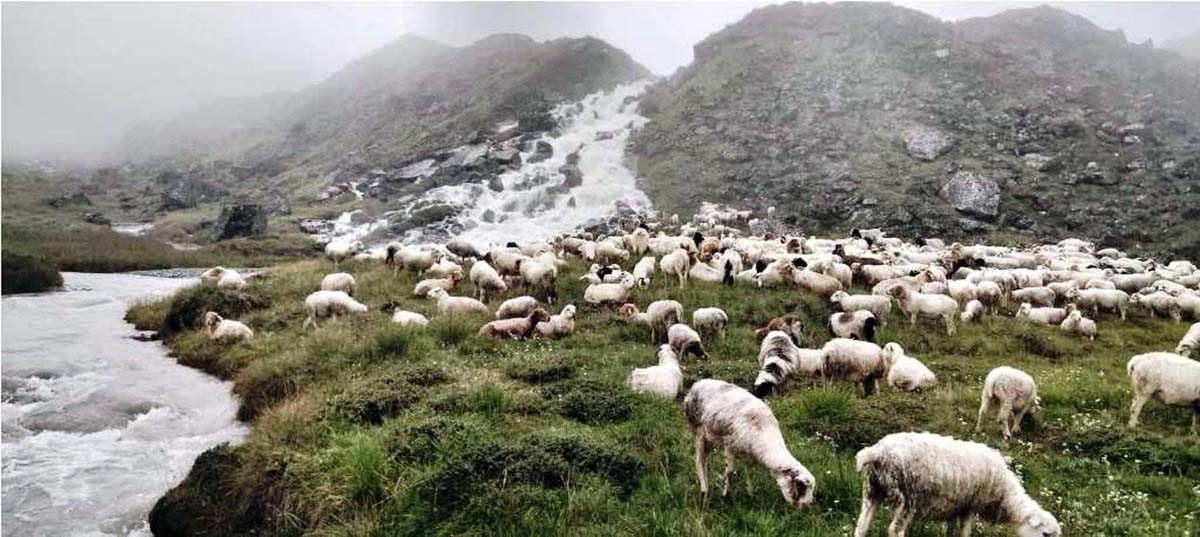 धौलागिरि आधार शिविरमा भेडा