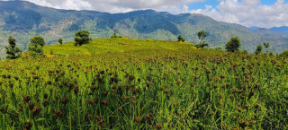 कोदोखेती प्रवर्द्धनका लागि प्रदेश सरकारको अनुदान