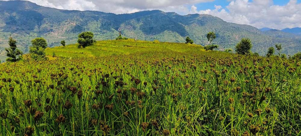 कोदोखेती प्रवर्द्धनका लागि प्रदेश सरकारको अनुदान