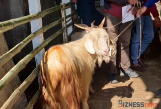 साप्ताहिक हाटबजारमा ७५ लाखको खसीबोका बिक्री