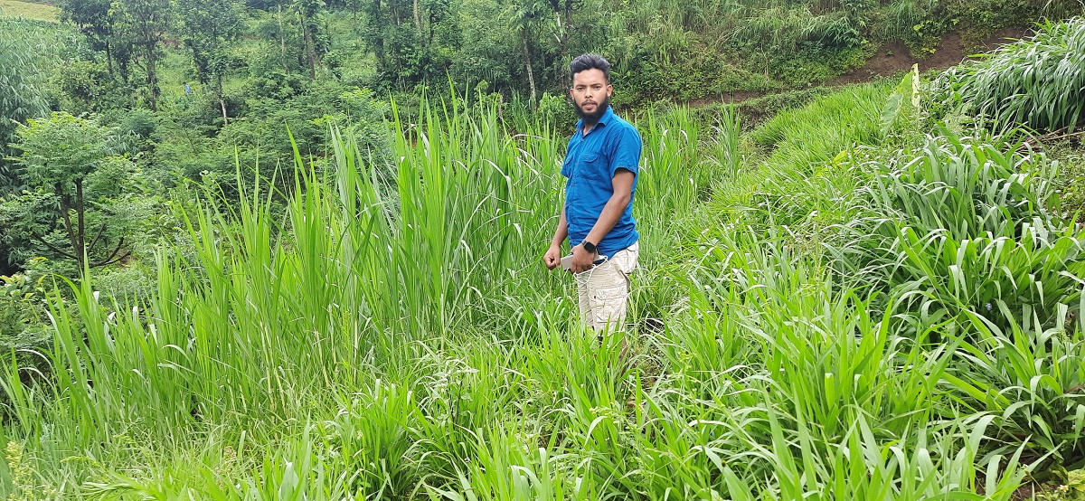 पहिले मोटरसाइकल बेचेर घाँस खेतीमा लगानी, अहिले ५० लाखका मालिक