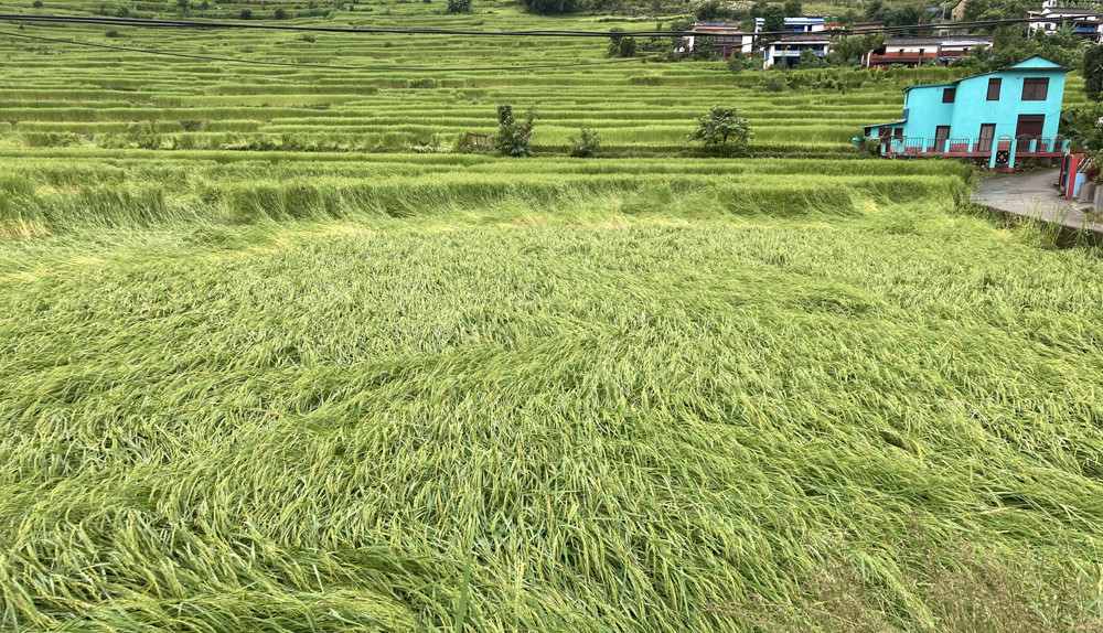 अत्यधिक वर्षाले खेती बिग्रँदा किसानलाई नोक्सानी