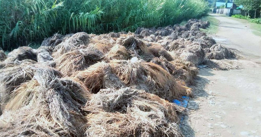 वर्षाले खेती बिगारेपछि किसानको चिन्ता : ‘किन खेती लगाइएछ जस्तै लागेको छ’