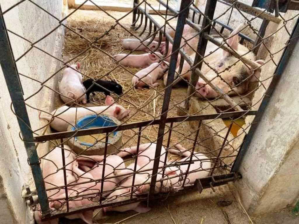 बङ्गुरपालक किसानलाई बजारको अभाव